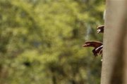 Sử dụng Mentola - tinh dầu bạc hà để lôi kéo giới trẻ hút thuốc
